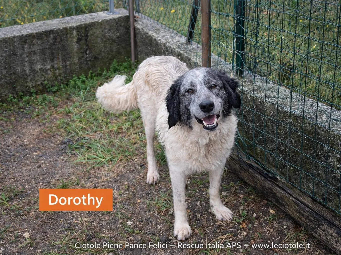 Adozione cane, femmina, Razza sconosciuta Razza sconosciuta, 5 anni e 1 mese, taglia grande, Avellino