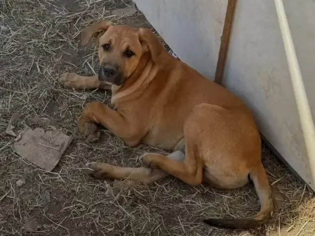 Adozione cane, maschio, Razza sconosciuta Razza sconosciuta, 10 mesi, taglia grande, Caserta
