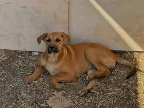 Adotta un cane, taglia grande, maschio, Caserta