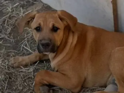 Adotta un cane, maschio, 10 mesi, Caserta