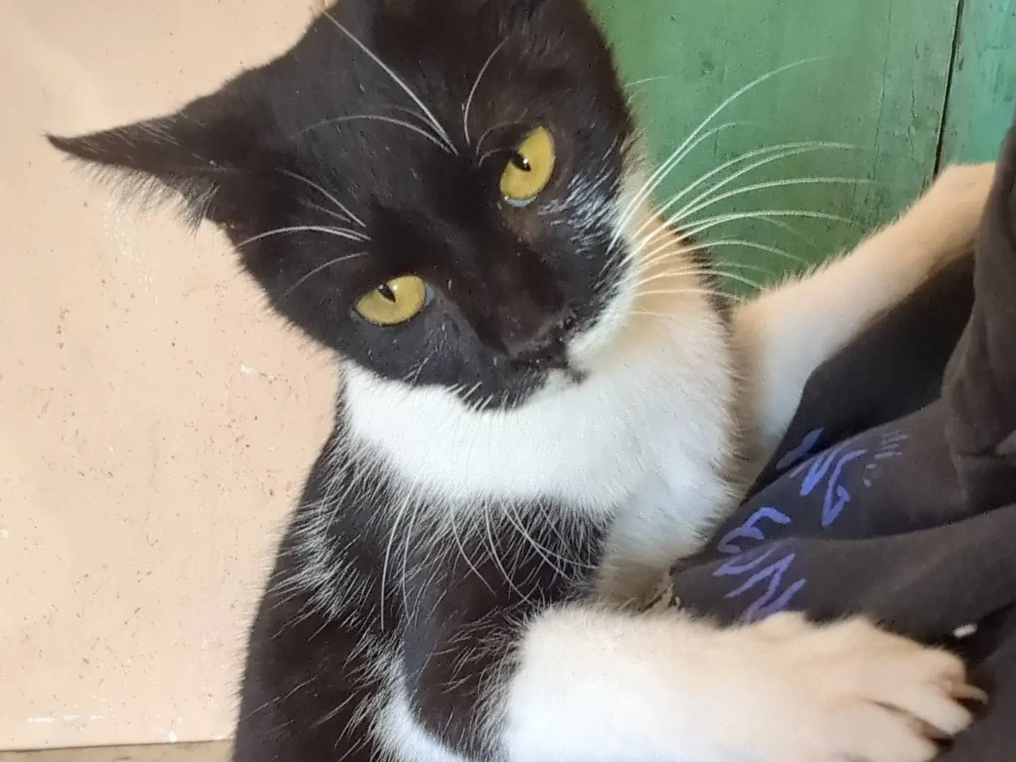Adozione gatto, femmina, Razza sconosciuta Razza sconosciuta, 7 anni e 3 mesi, taglia non valida, Teramo