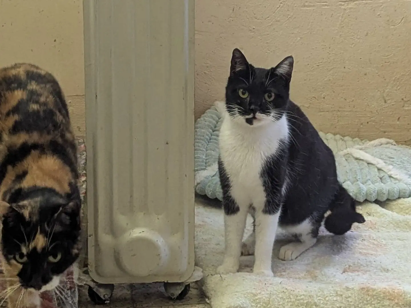 Vuoi adottare un gatto a Teramo?
