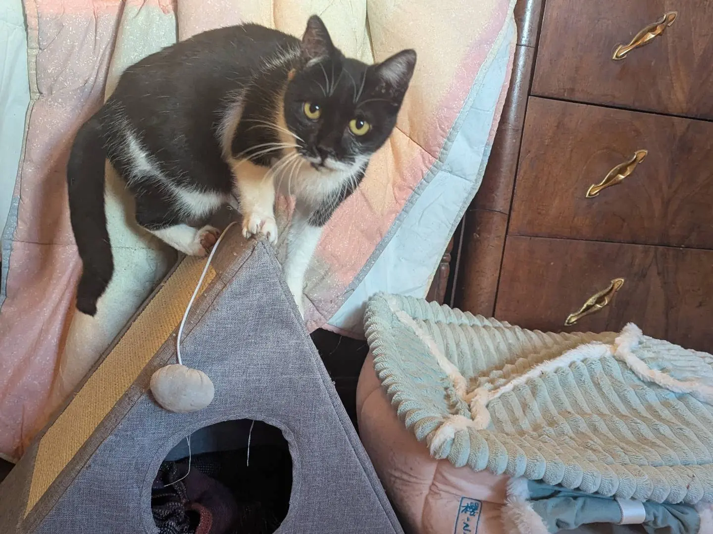Adotta un gatto, femmina, 7 anni e 3 mesi, Teramo