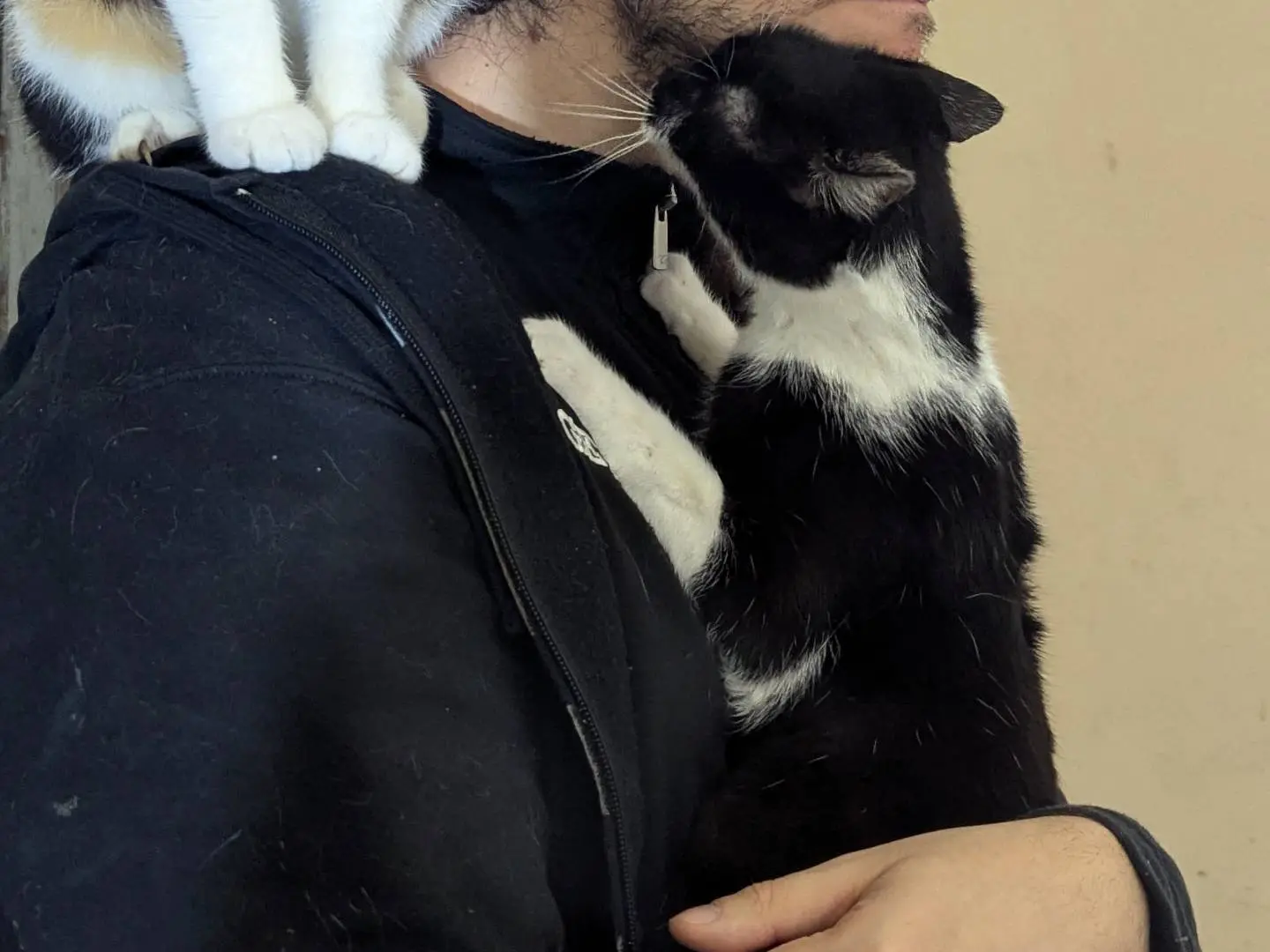 Adotta un gatto, taglia non valida, femmina, Teramo