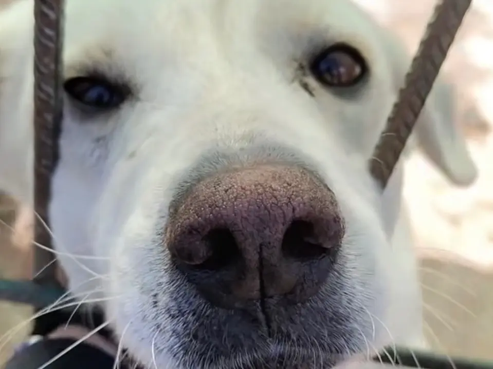 Adozione cane, femmina, Razza sconosciuta Razza sconosciuta, 7 anni e 8 mesi, taglia media contenuta, Vibo