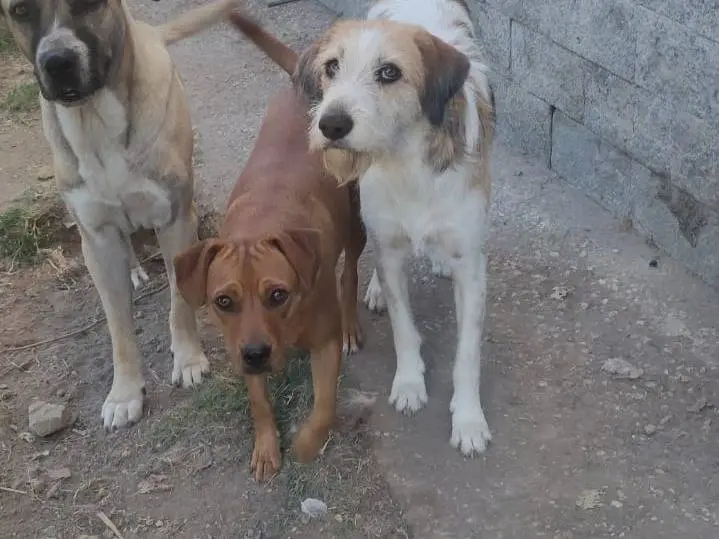 Foto 3 dell'animale