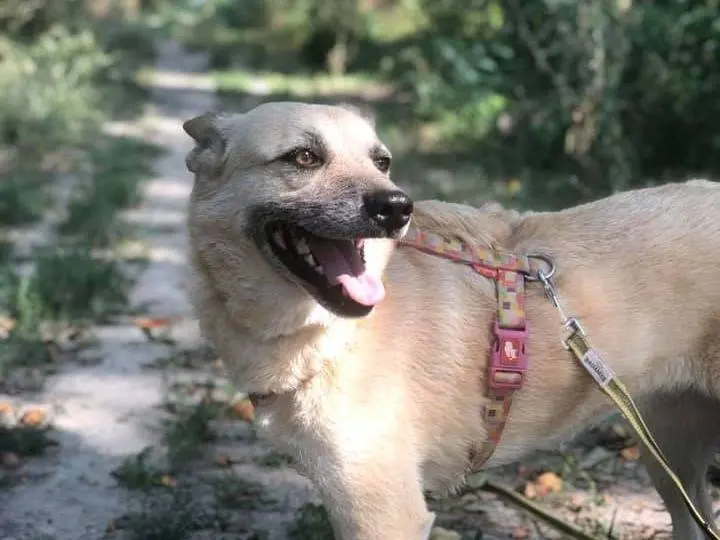 Adotta il cane Matilda a Bologna