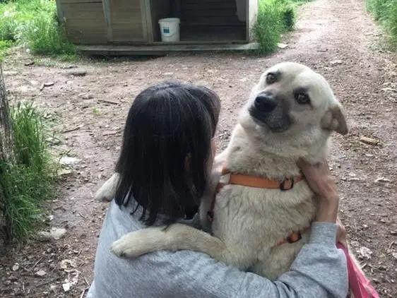 Adotta un cane, taglia media, femmina, Bologna