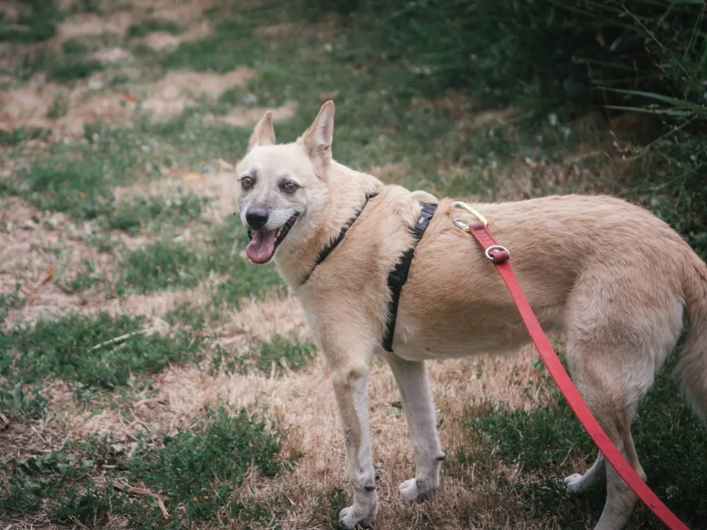 Adotta un cane, femmina, 11 anni e 9 mesi, Bologna