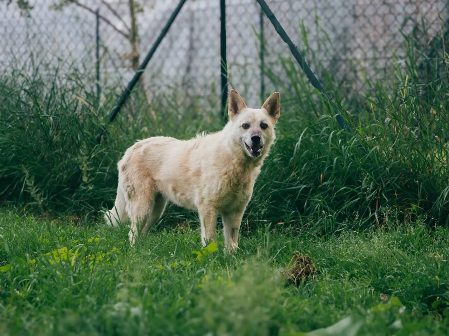 Adozione cane, femmina, meticcio, 11 anni e 9 mesi, taglia media, Bologna