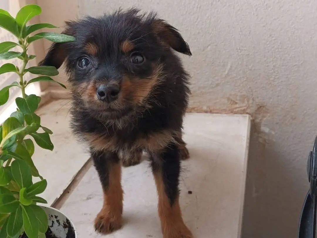 Adozione cane, maschio, Razza sconosciuta Razza sconosciuta, 4 mesi, taglia piccola, Cosenza
