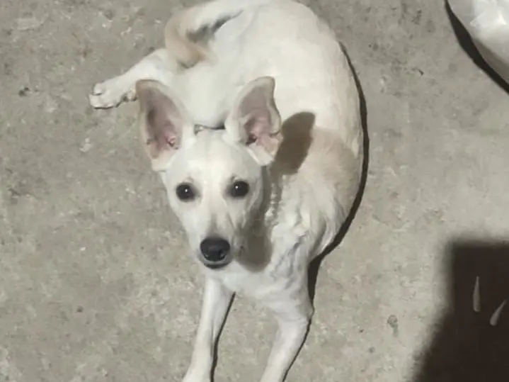 Adotta un cane, maschio, 7 mesi, Vibo