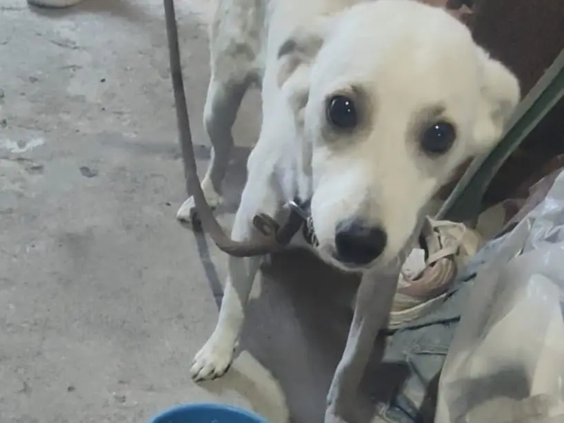 Adotta un cane, taglia media contenuta, maschio, Vibo
