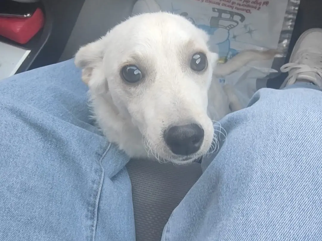 Adozione cane, maschio, Razza sconosciuta Razza sconosciuta, 7 mesi, taglia media contenuta, Vibo