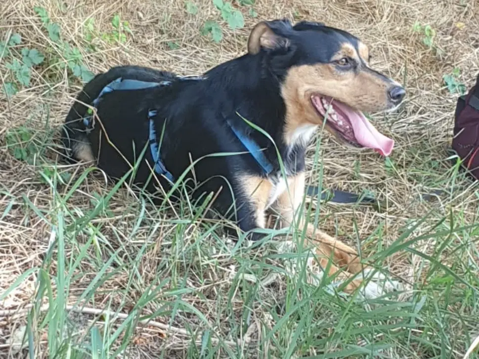 Adozione cane, femmina, Razza sconosciuta Razza sconosciuta, 2 anni e 8 mesi, taglia media, Torino