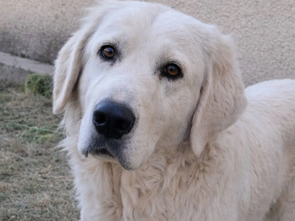 Adotta un cane, femmina, 2 anni e 3 mesi, Avellino