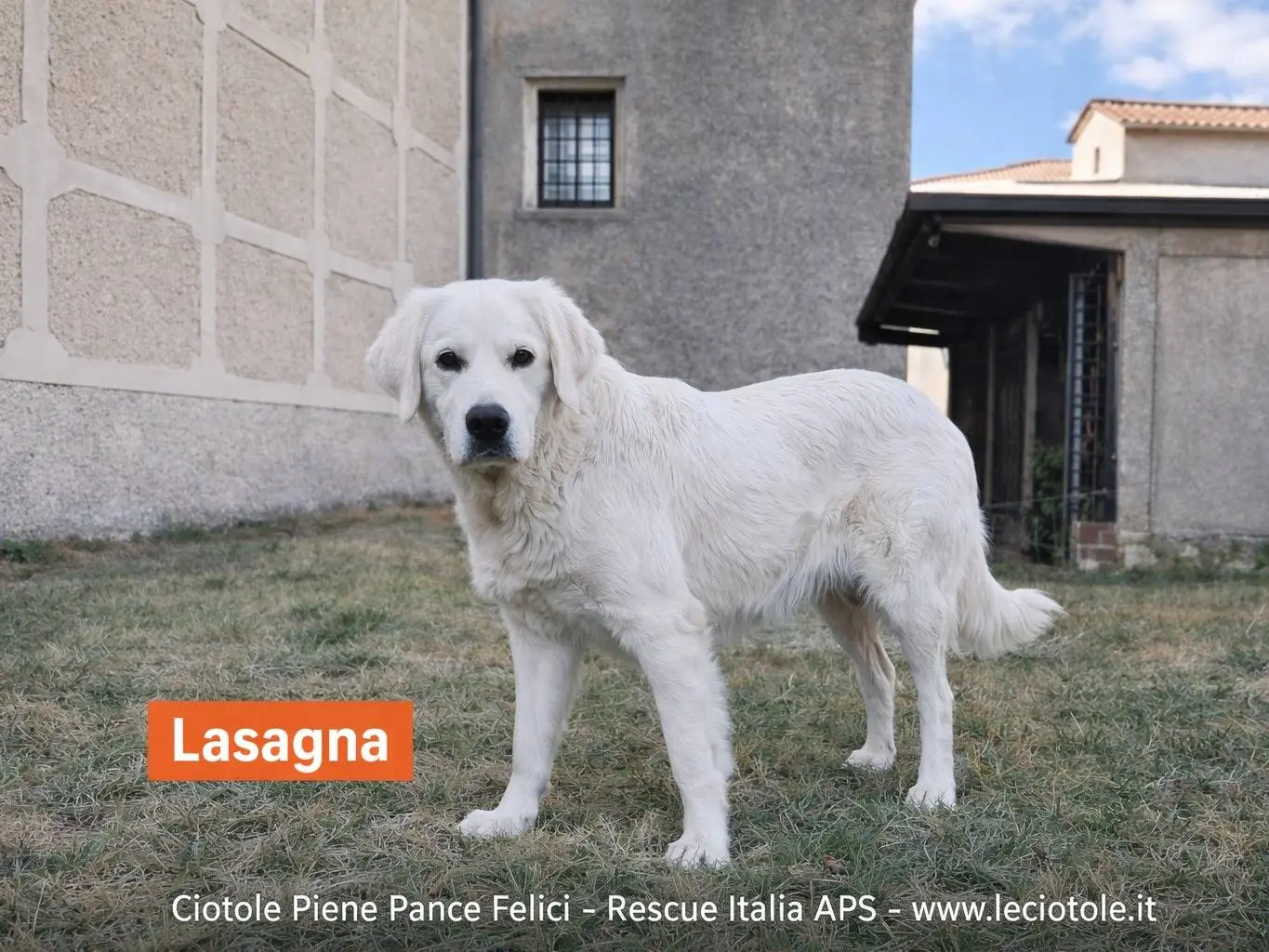 Adozione cane, femmina, Razza sconosciuta Razza sconosciuta, 2 anni e 3 mesi, taglia media, Avellino