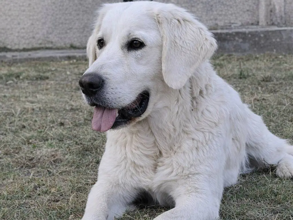 Adotta un cane, taglia media, femmina, Avellino
