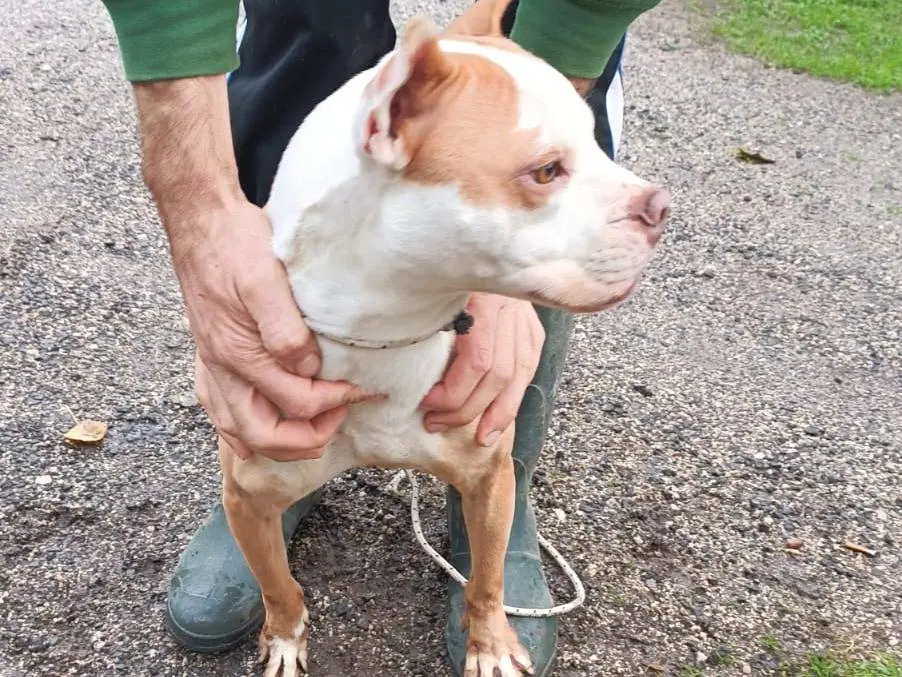 Adotta un cane, taglia media contenuta, femmina, Caserta