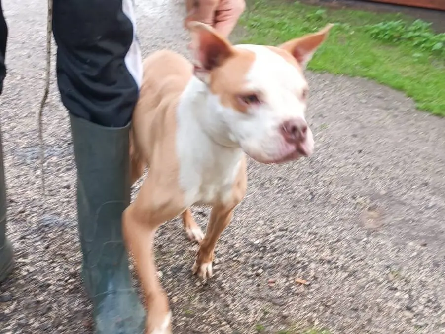 Adotta un cane, femmina, 10 anni e 10 mesi, Caserta