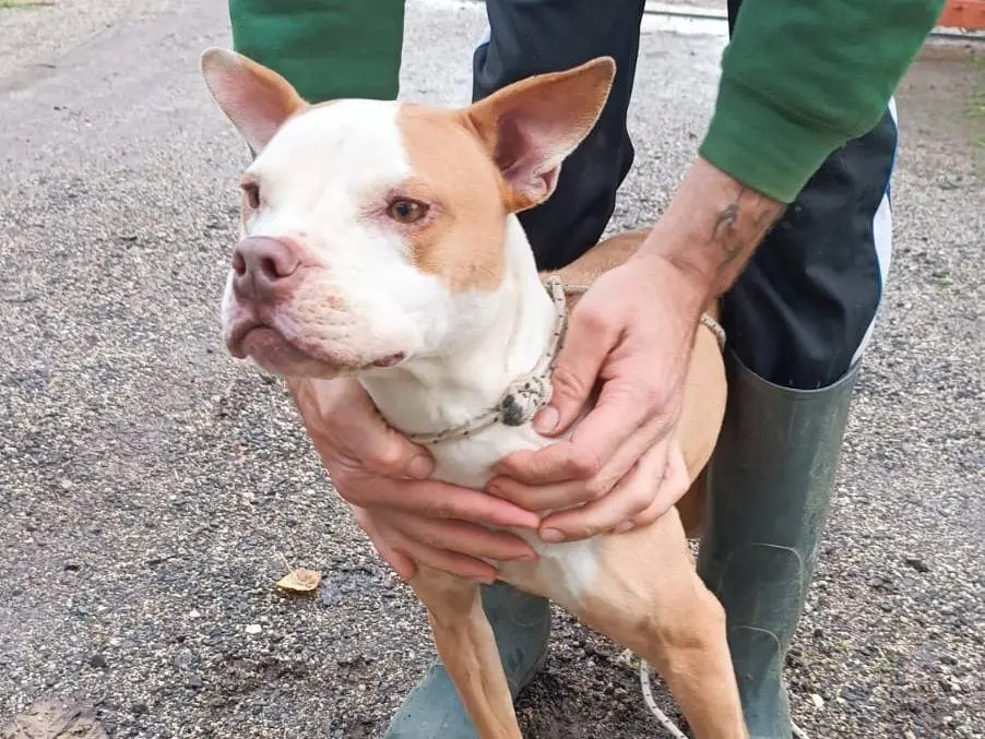 Adozione cane, femmina, Razza sconosciuta Razza sconosciuta, 10 anni e 10 mesi, taglia media contenuta, Caserta