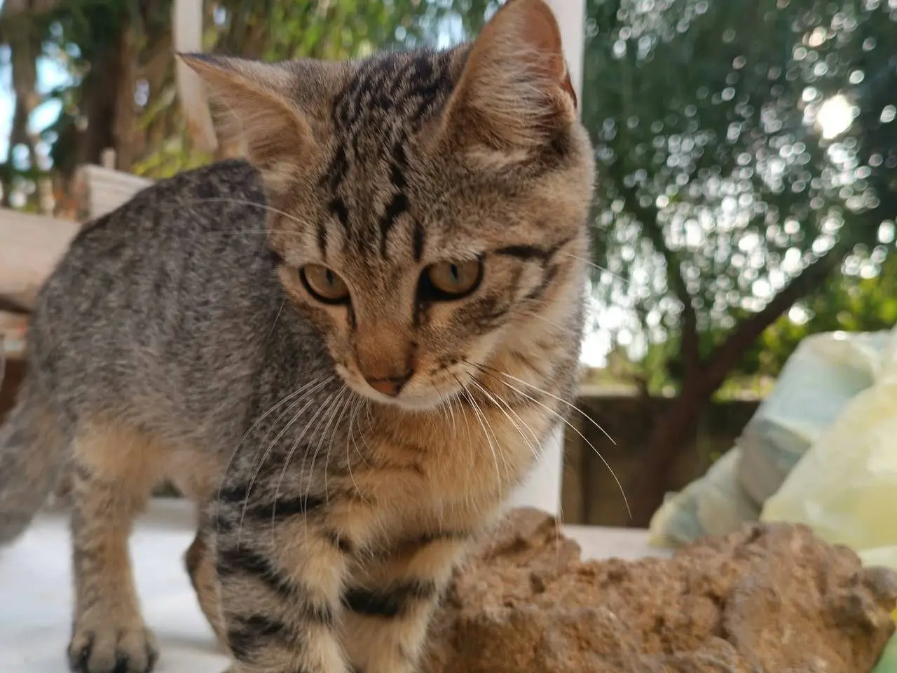 Adotta il gatto Micky a Trapani