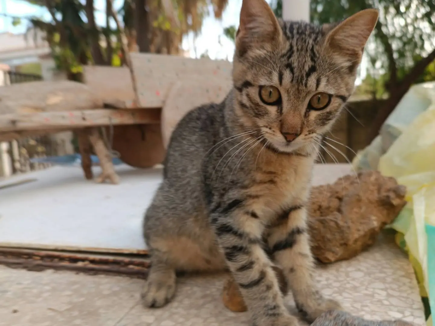 Vuoi adottare un gatto a Trapani?
