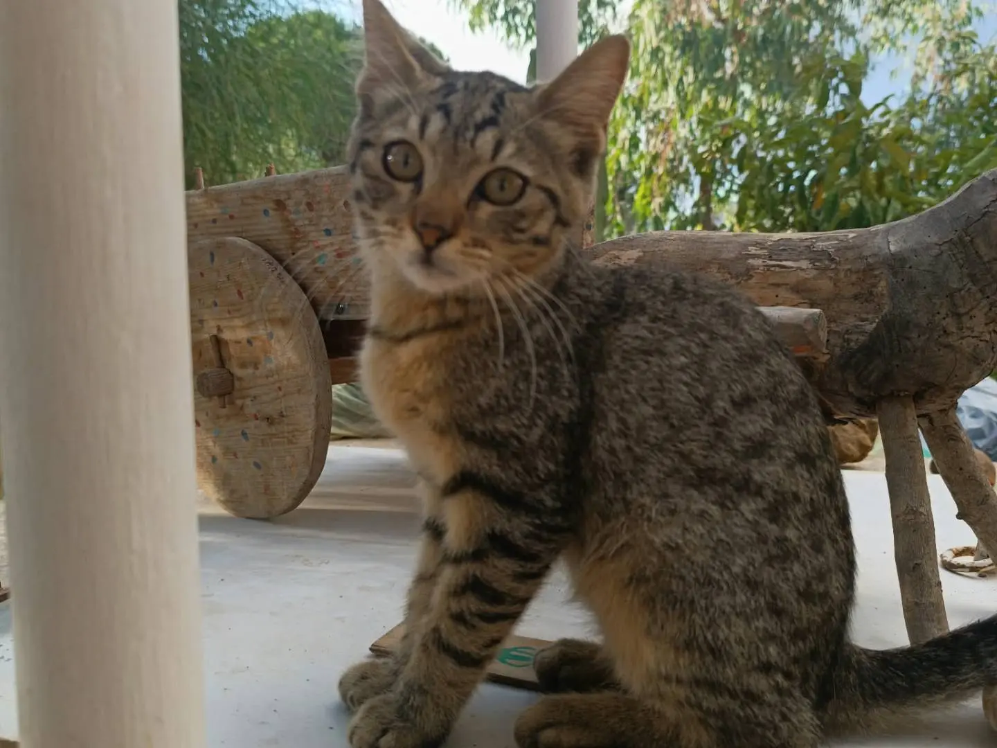 Adotta un gatto, maschio, 4 mesi, Trapani