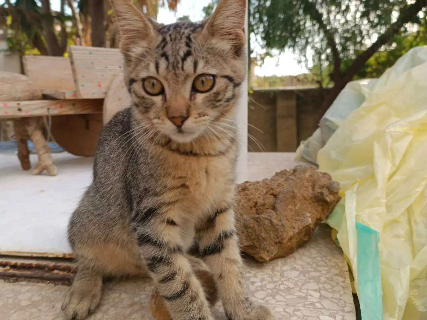 Adozione gatto, maschio, Razza sconosciuta Razza sconosciuta, 4 mesi, taglia non valida, Trapani
