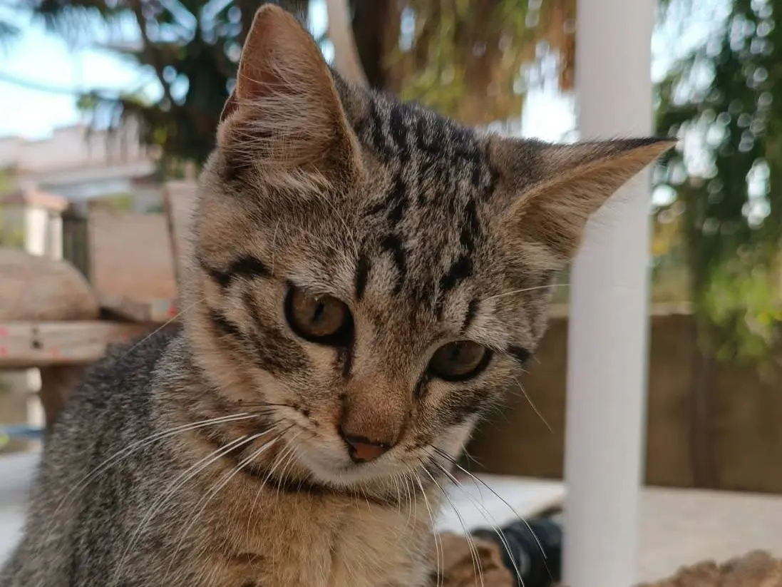 Adotta un gatto, taglia non valida, maschio, Trapani