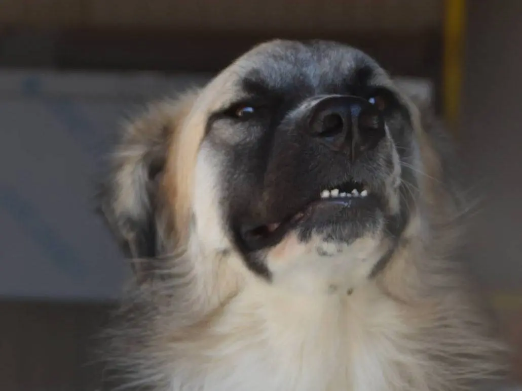 Adotta un cane, maschio, 5 anni e 2 mesi, Crotone