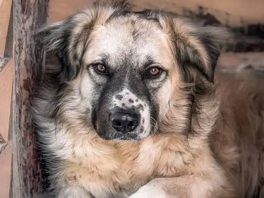 Adozione cane, maschio, Razza sconosciuta Razza sconosciuta, 5 anni e 2 mesi, taglia grande, Crotone