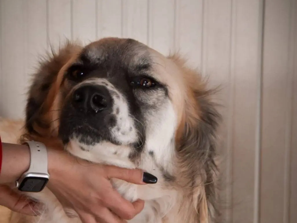 Adotta un cane, taglia grande, maschio, Crotone