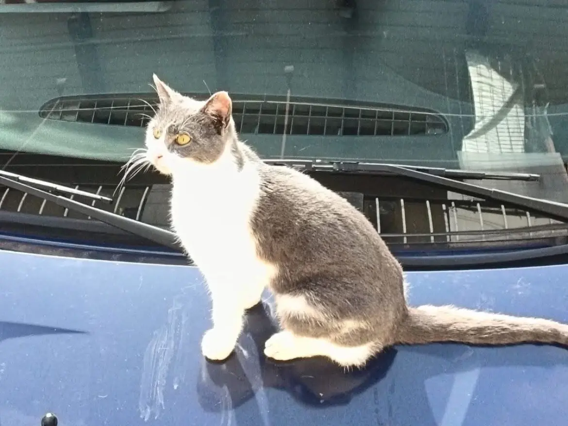 Adozione gatto, maschio, Razza sconosciuta Razza sconosciuta, 4 anni e 5 mesi, taglia non valida, Torino