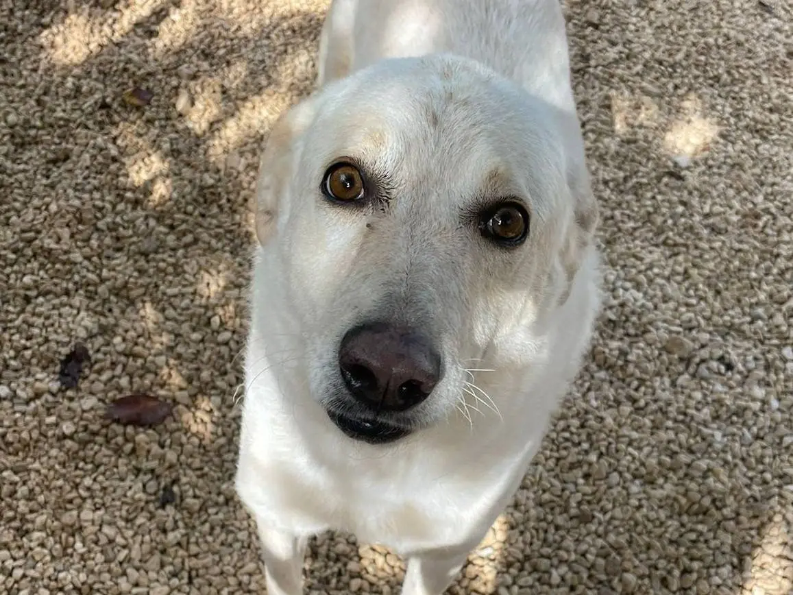 Adotta un cane, femmina, 7 anni e 8 mesi, Frosinone