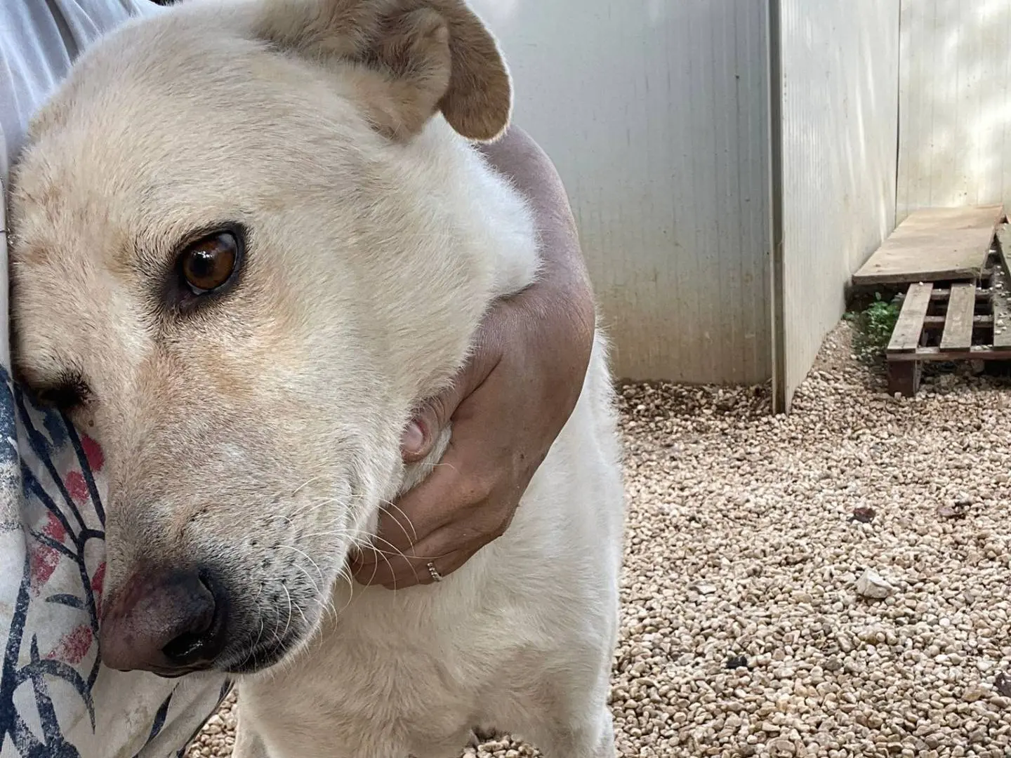 Vuoi adottare un cane a Frosinone?