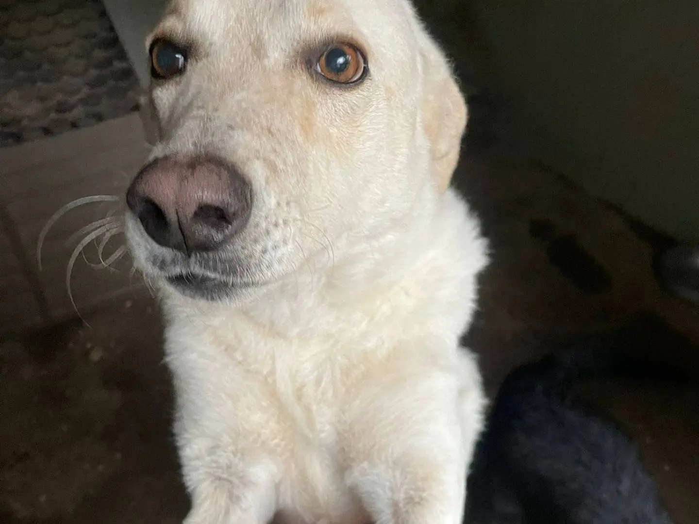 Adotta un cane, taglia grande, femmina, Frosinone