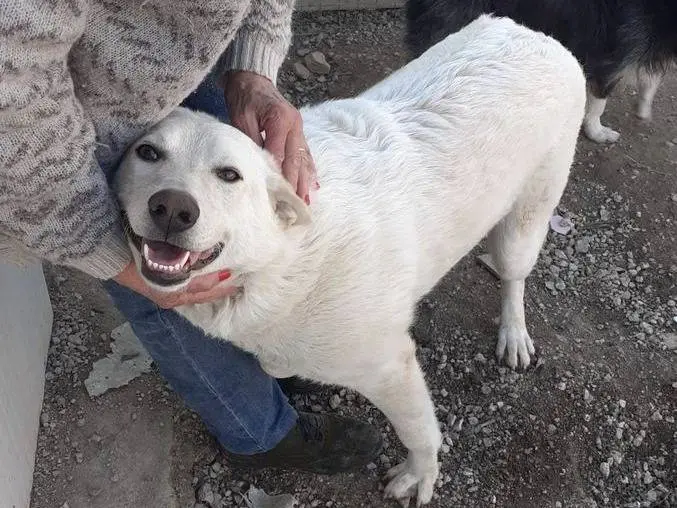 Adotta il cane SUSY a Frosinone