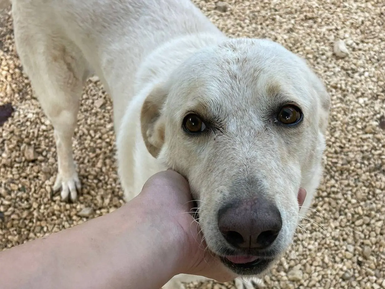 Adozione cane, femmina, Razza sconosciuta Razza sconosciuta, 7 anni e 8 mesi, taglia grande, Frosinone