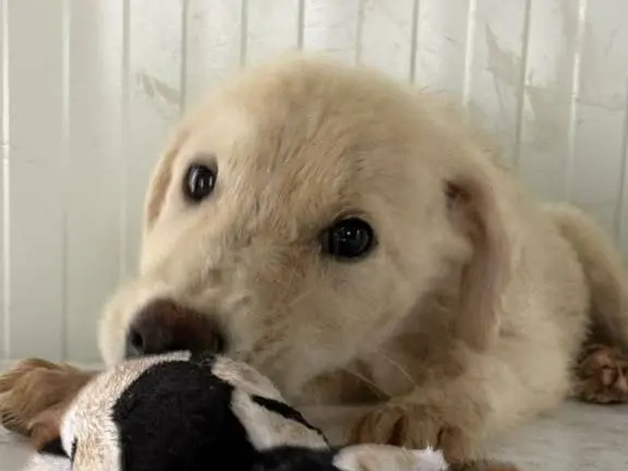 Adotta un cane, taglia media, maschio, Matera