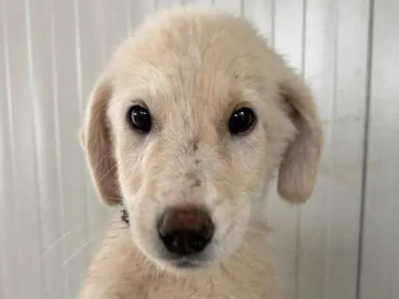 Adotta un cane, maschio, 3 mesi, Matera