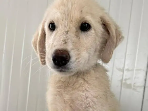 Adozione cane, maschio, Razza sconosciuta Razza sconosciuta, 3 mesi, taglia media, Matera