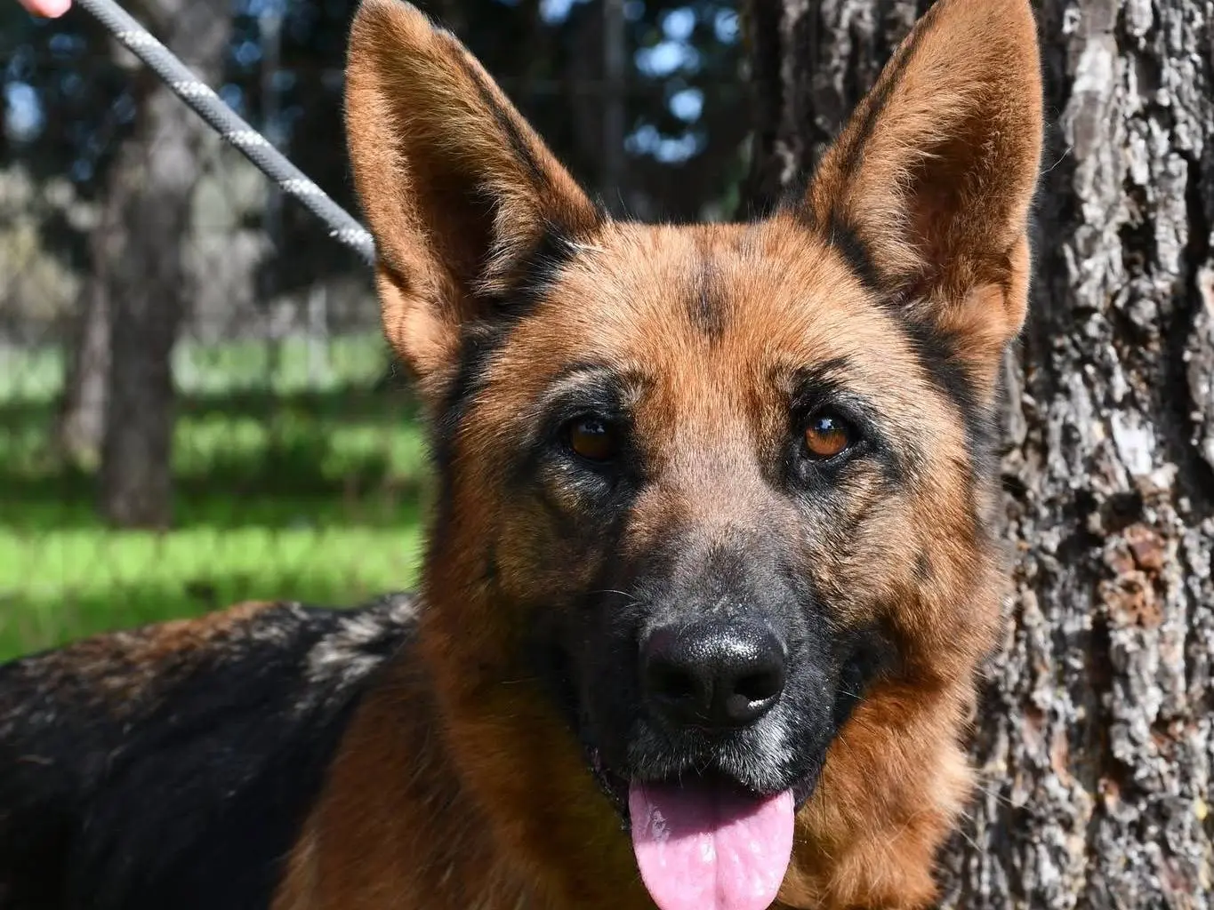 Adotta un cane, taglia grande, femmina, Brindisi