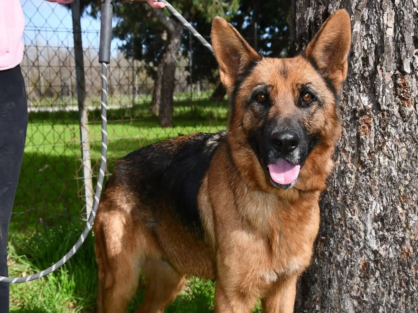 Adotta un cane, femmina, 3 anni e 8 mesi, Brindisi