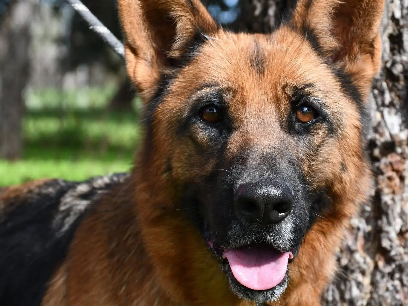 Adozione cane, femmina, Pastore tedesco Razza sconosciuta, 3 anni e 8 mesi, taglia grande, Brindisi
