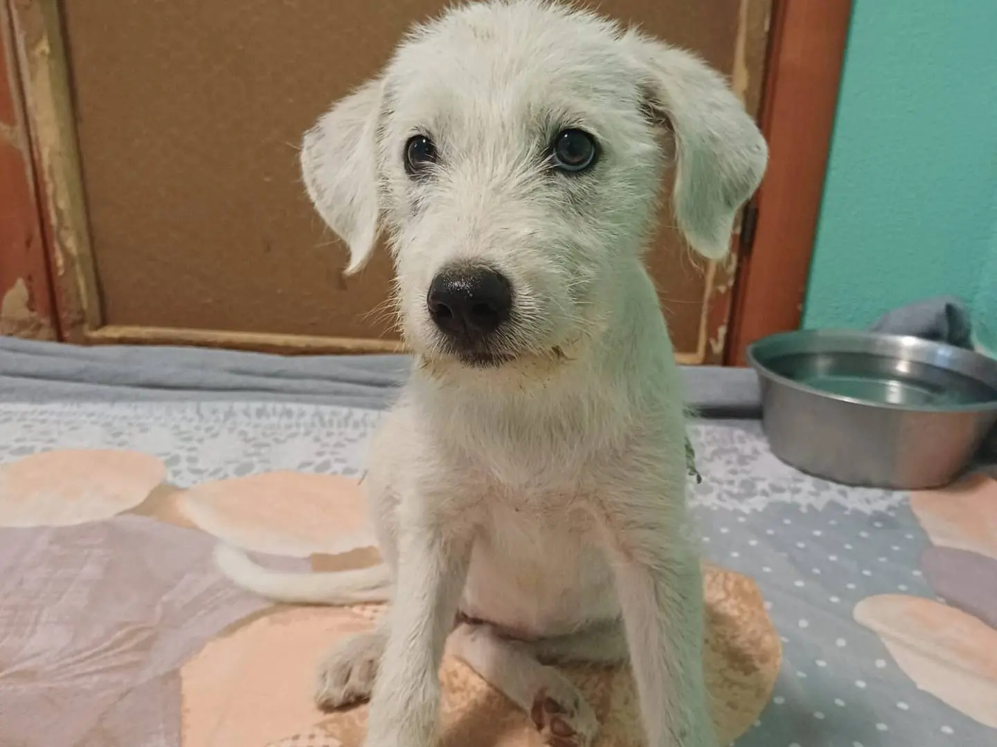 Adozione cane, femmina, Razza sconosciuta Razza sconosciuta, 6 mesi, taglia media, Cagliari