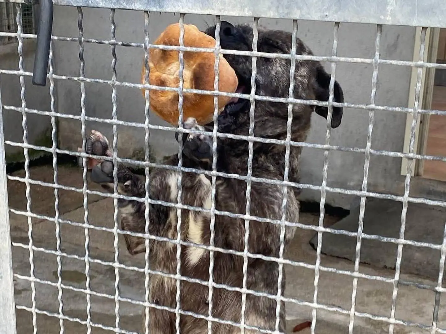 Vuoi adottare un cane a Latina?