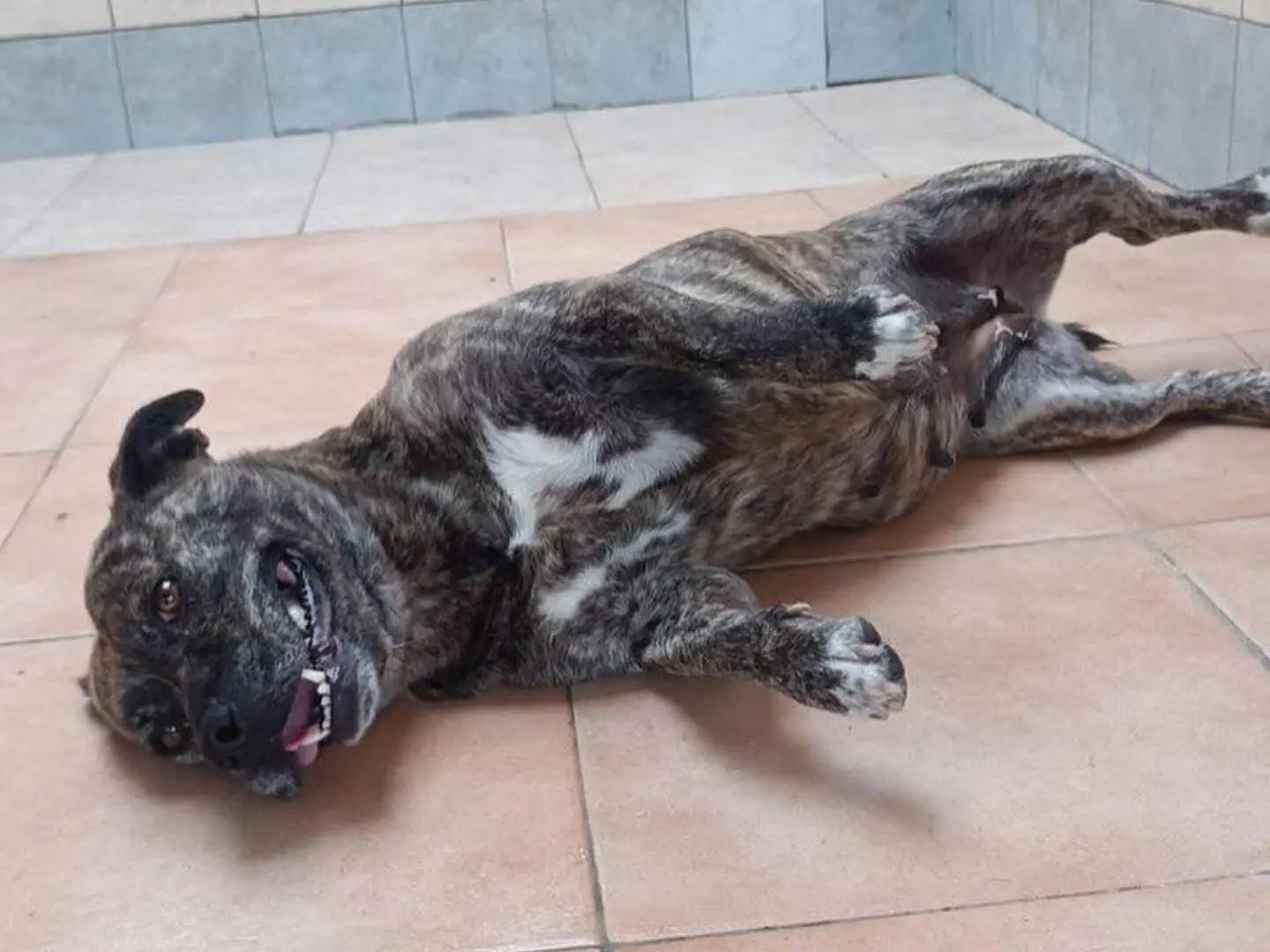 Adotta un cane, femmina, 4 anni e 8 mesi, Latina
