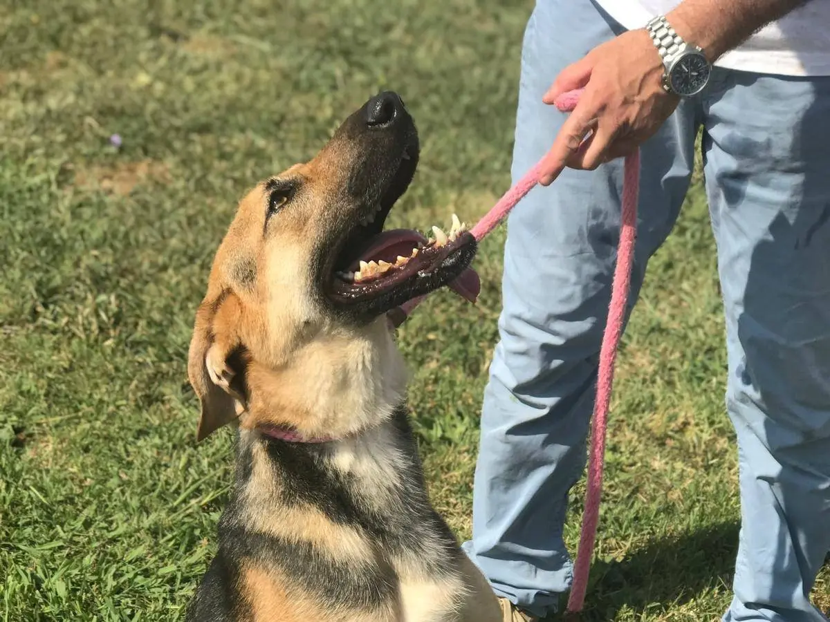 Vuoi adottare un cane a Latina?