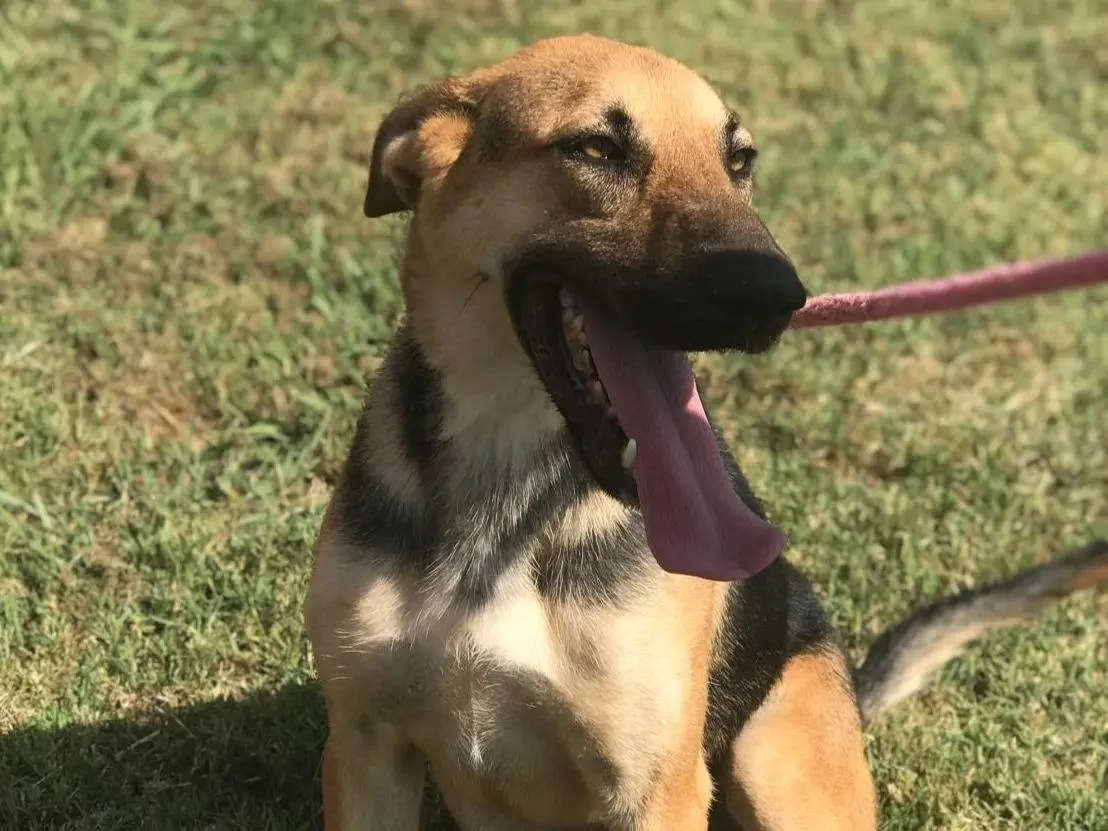 Adotta un cane, maschio, 4 anni e 8 mesi, Latina